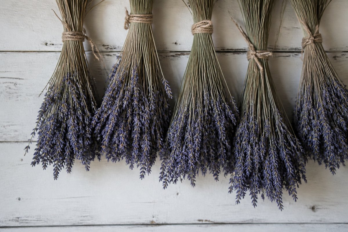 Dried lavender bouquets hanging to dry